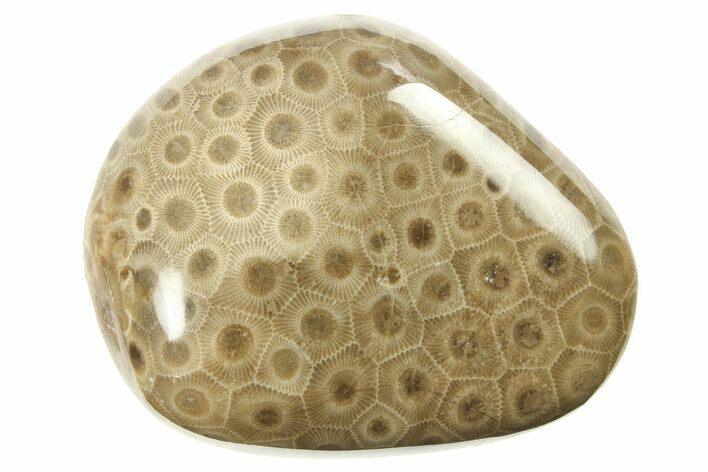 Polished Petoskey Stone (Fossil Coral) - Michigan #268020